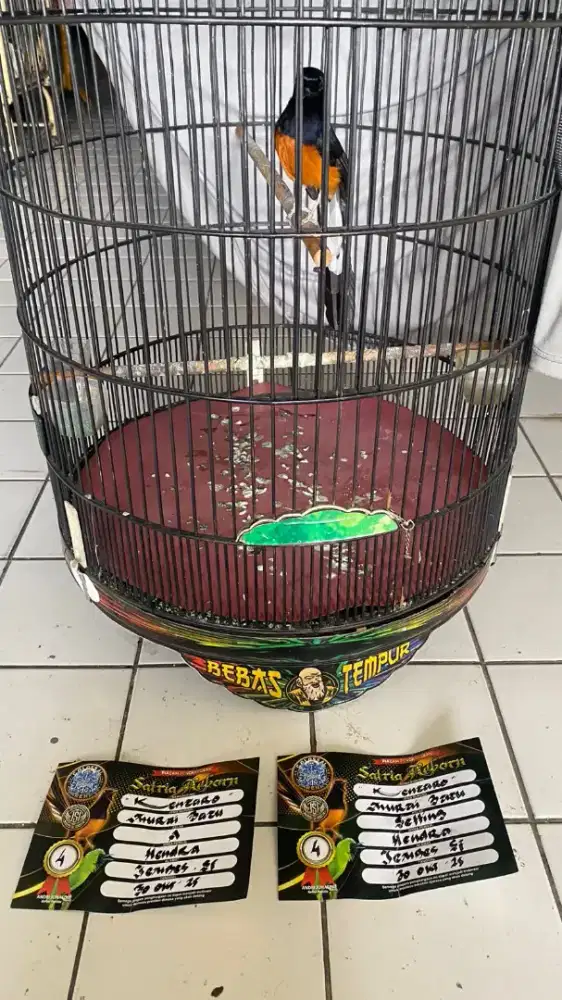 murai batu hutan mapan prestasi