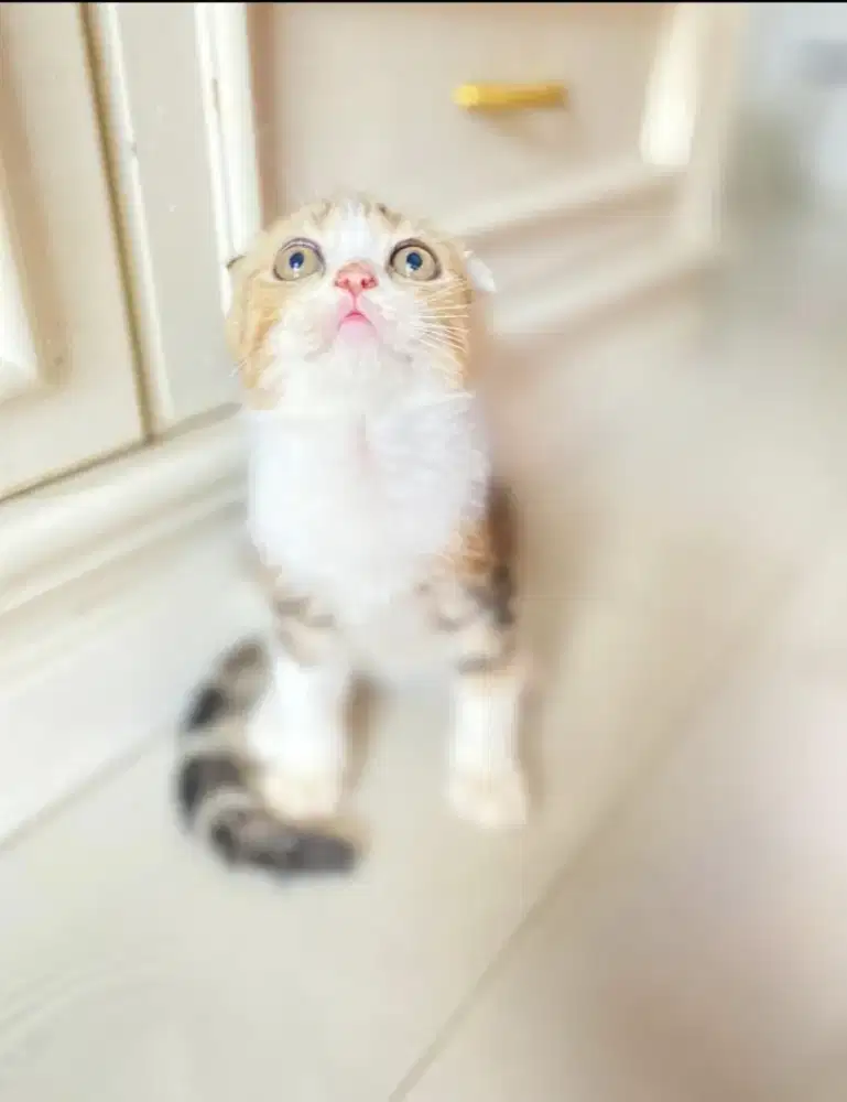 KUCING SCOTIES FOLD