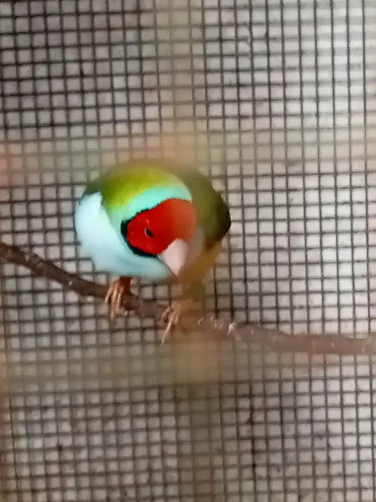 GA jantan usia mapan