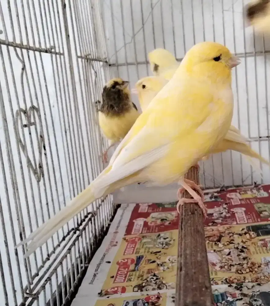 Kenari f2 betina dara siapan