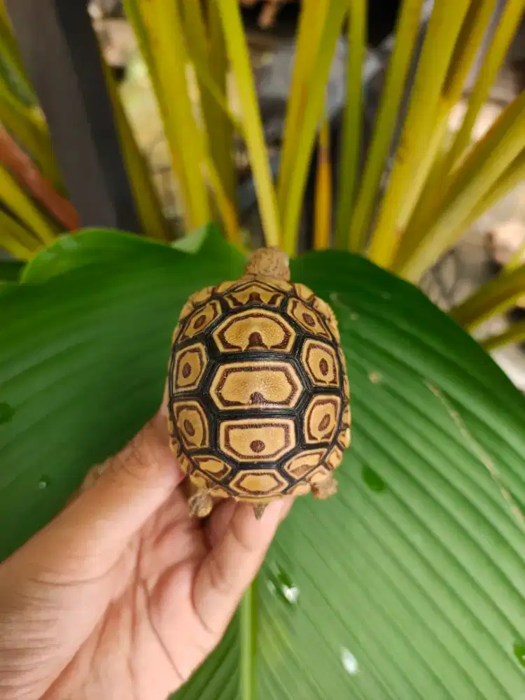 Pardalis Baby 5,5-6cm sehat makan rakus bukan Sulcata