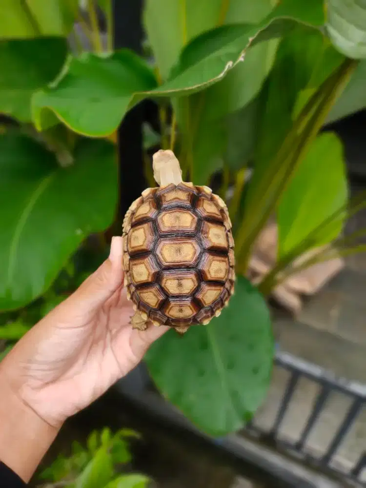 sulcata 8,5cm BUKAN pardalis, kuku lengkap hidung plong
