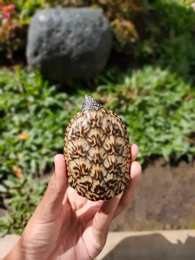 MGM Mexican Giant Musk Turtle 7,5cm