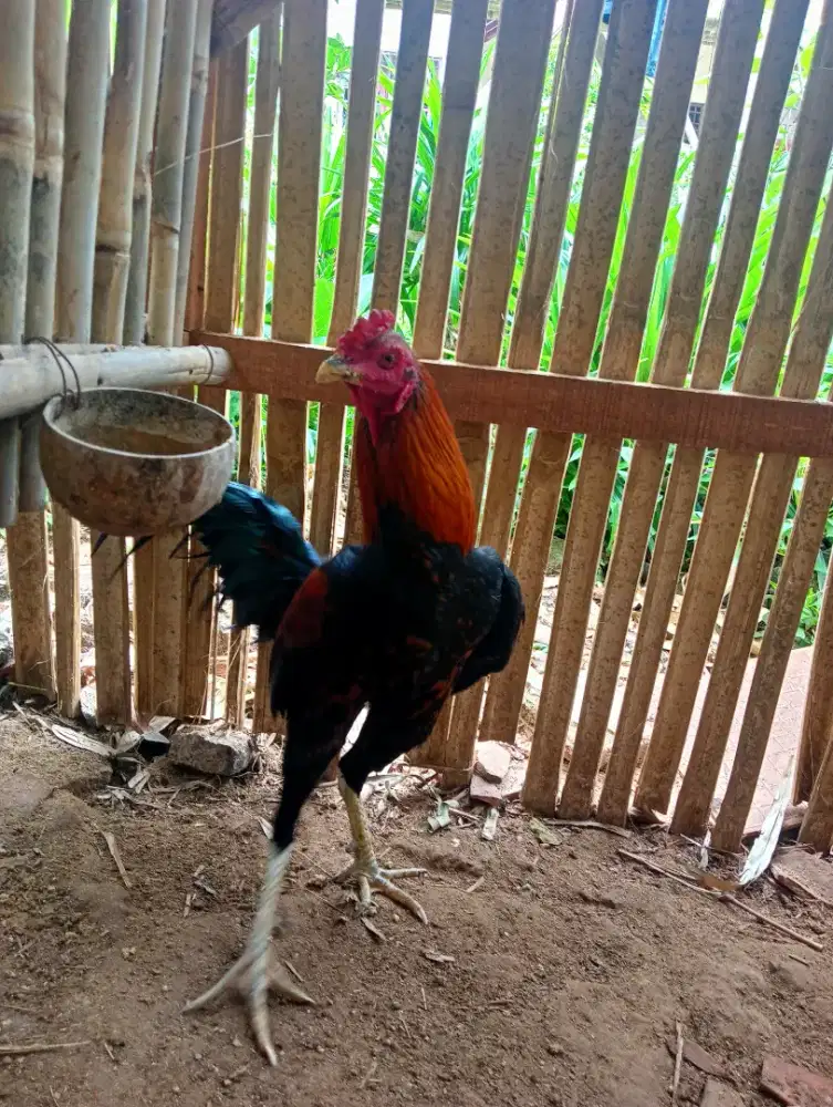 Ayam jago siem  dewasa