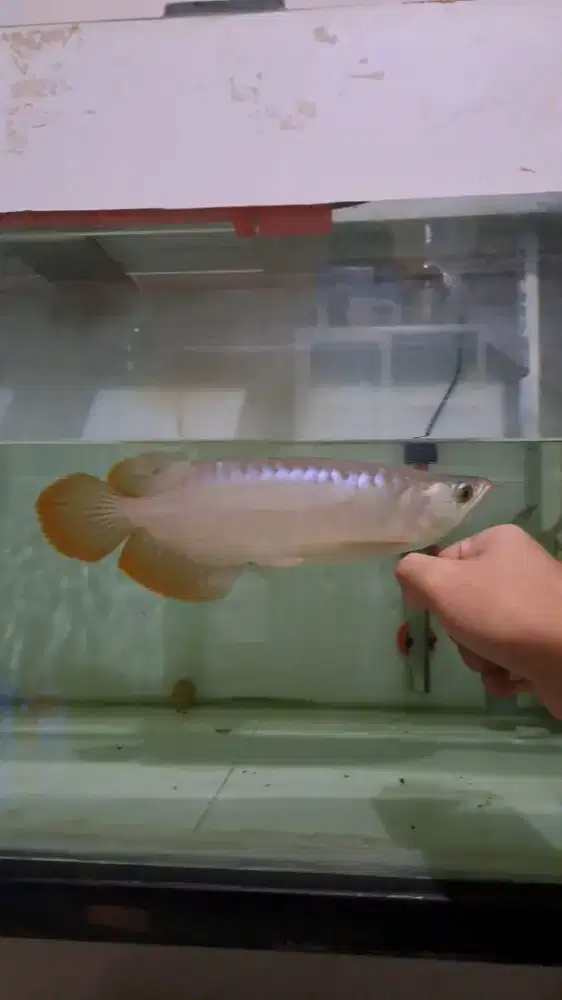 Ikan Arwana Super Red good anatomi