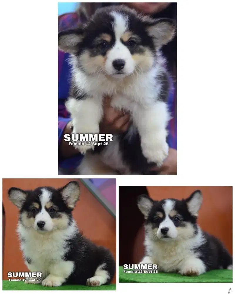 Corgi long hair puppy tricolor