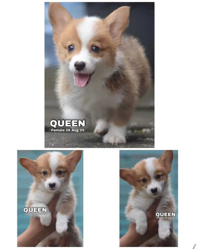 Corgi puppy sable color stambum