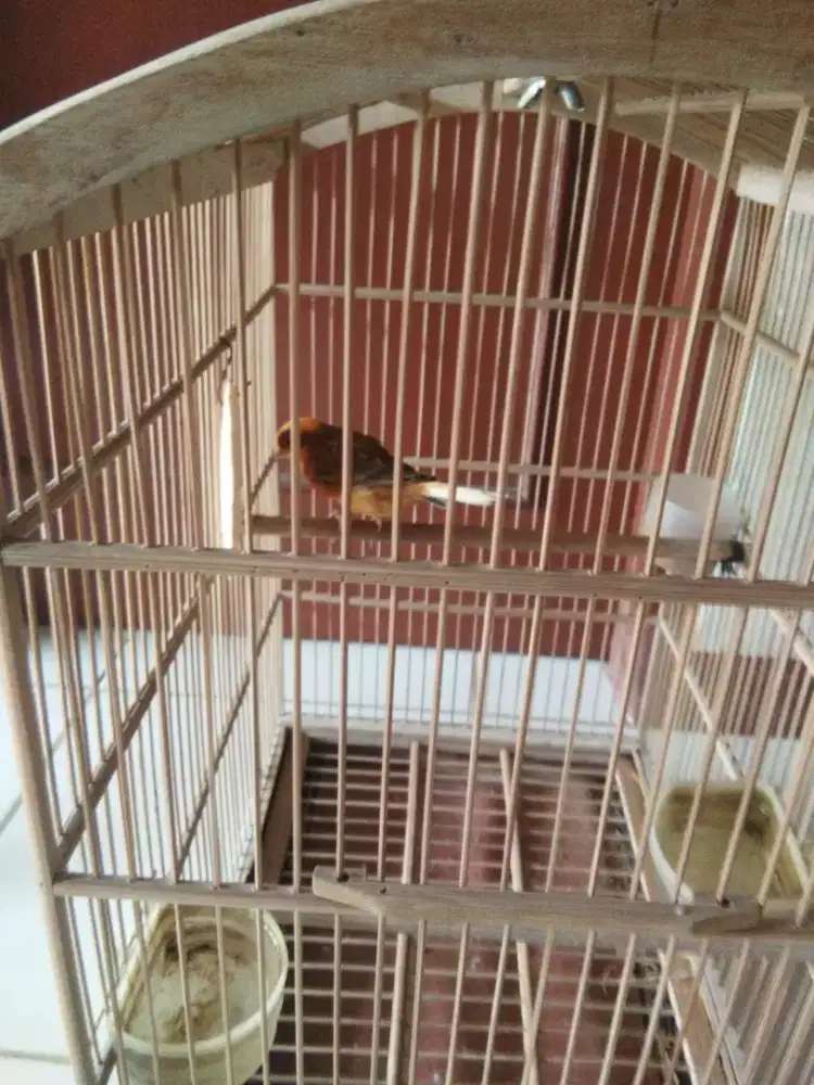 Jual burung kenari gacor taman Cibaduyut indah