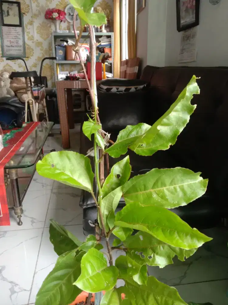 Bibit Marquisa Manis