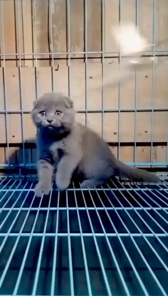 Kucing scottish fold x british shorthair