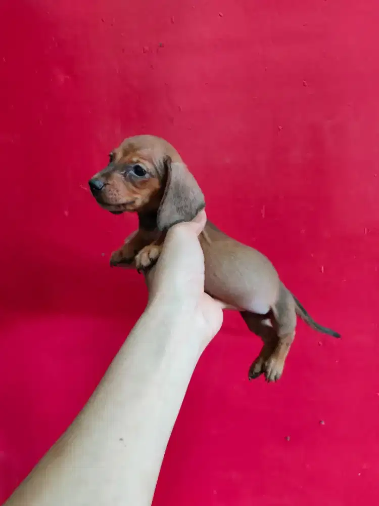 Mini tekel atau Dachshund jantan cakep