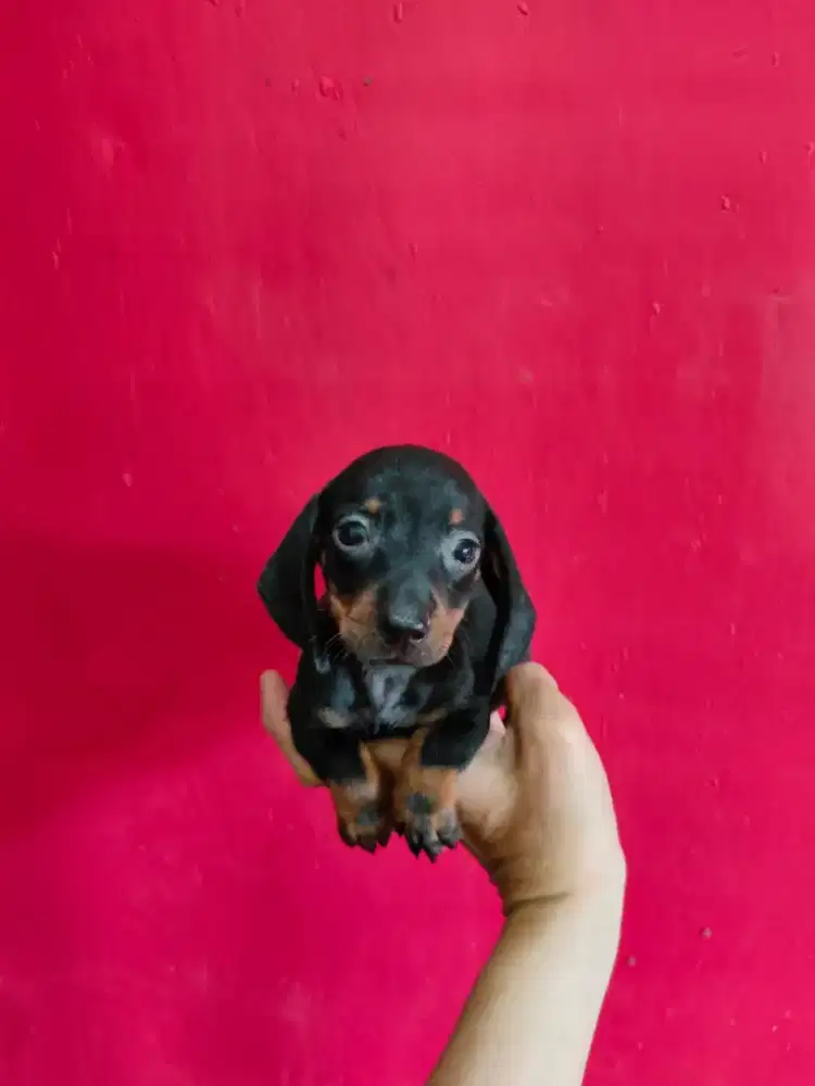 Mini tekel atau dachshund jantan cakep
