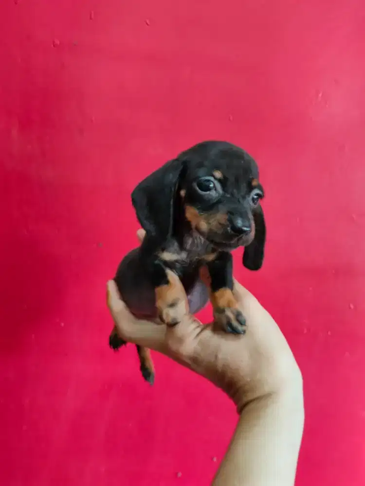 Mini tekel atau dachshund betina cantik