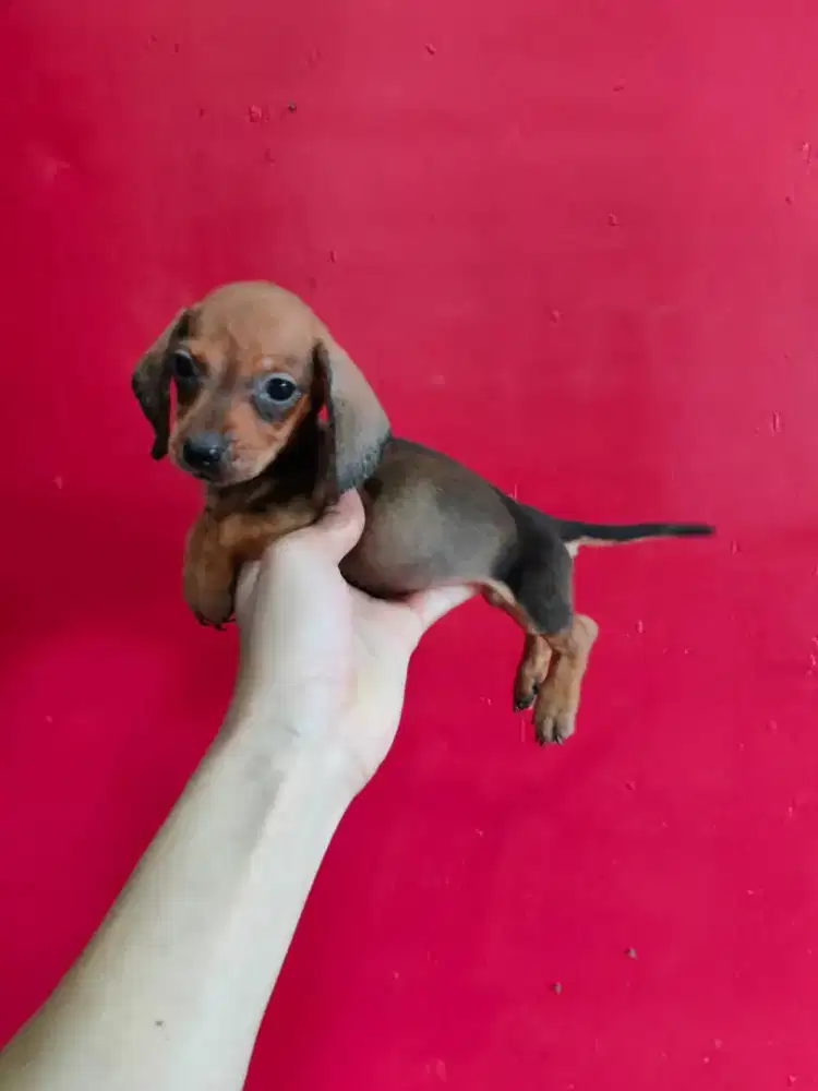 Mini tekel atau dachshund betina cantik