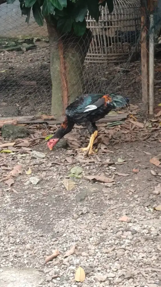 Dijual Ayam Bangkok Janggaran