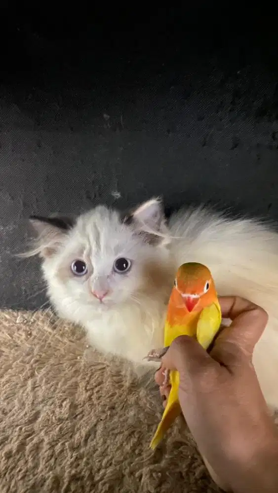 Kucing ragdol betina 3 bulan