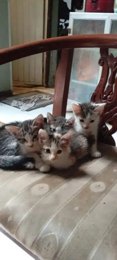 Yg mau adopsi anak kucing udah bisa makan sendiri