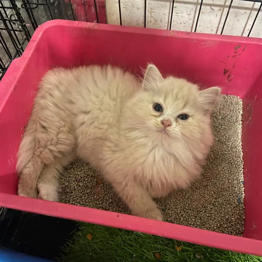 Kucing persia flatnose jantan dan betina