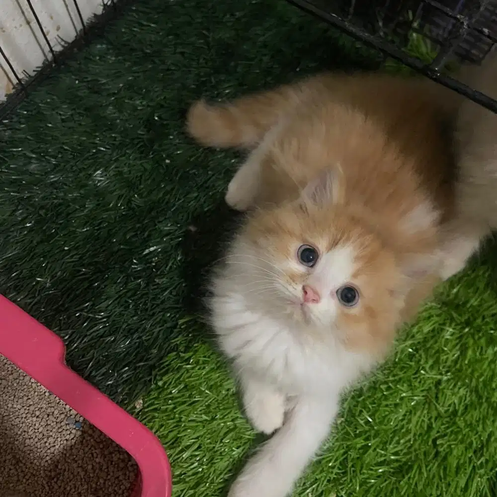 Kucing persia jantan gembul