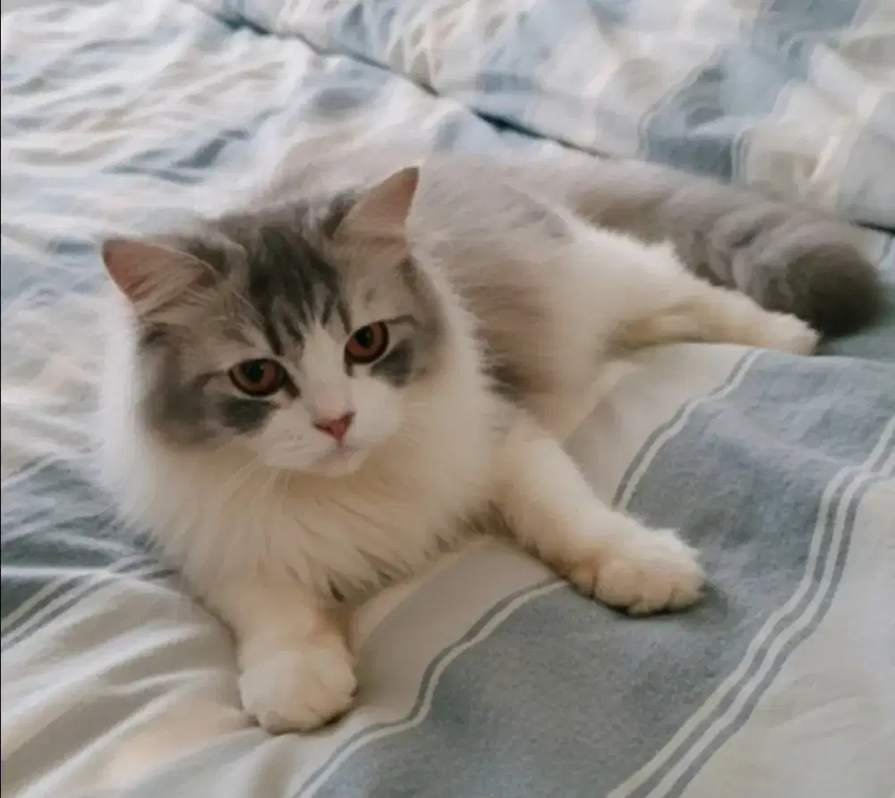 Kucing Persia betina cantik jinak jaksel