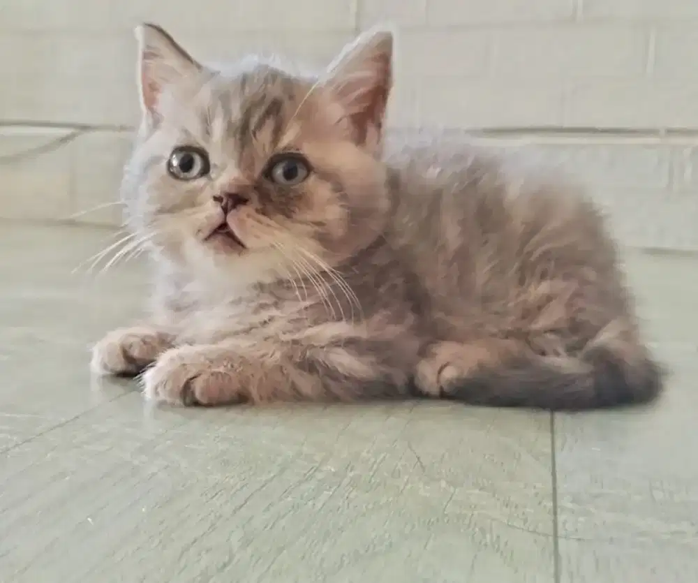 BSH Jantan dan Betina 2 bulan