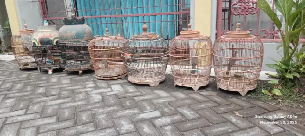 Perkutut murah sama kandang