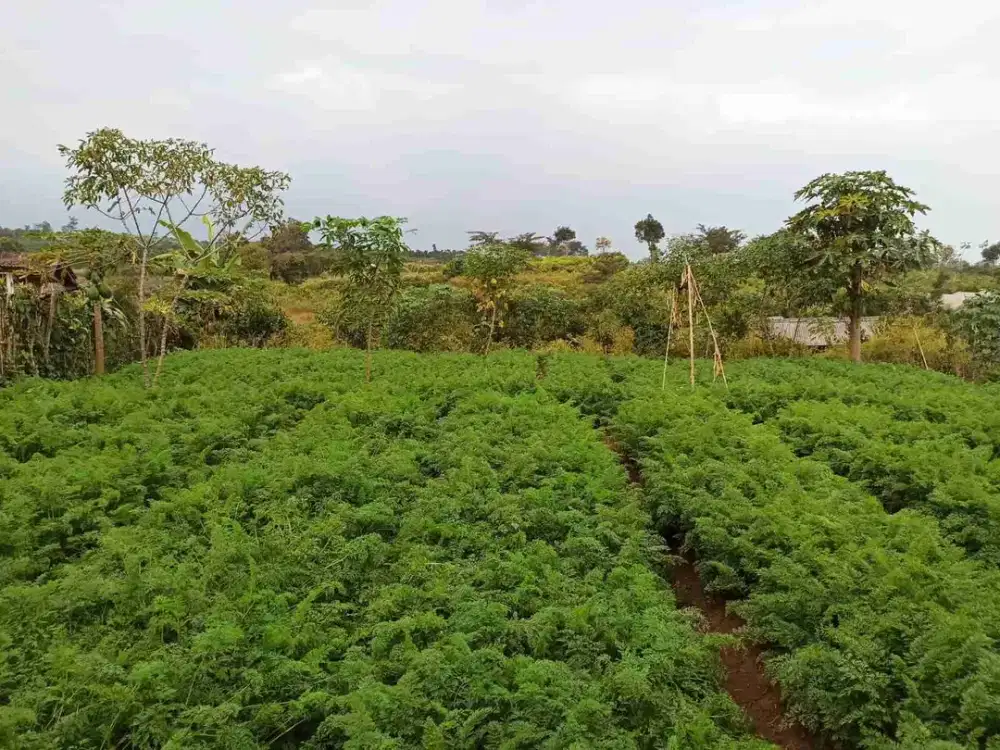 Jual tanah kebun , cocok buat invest