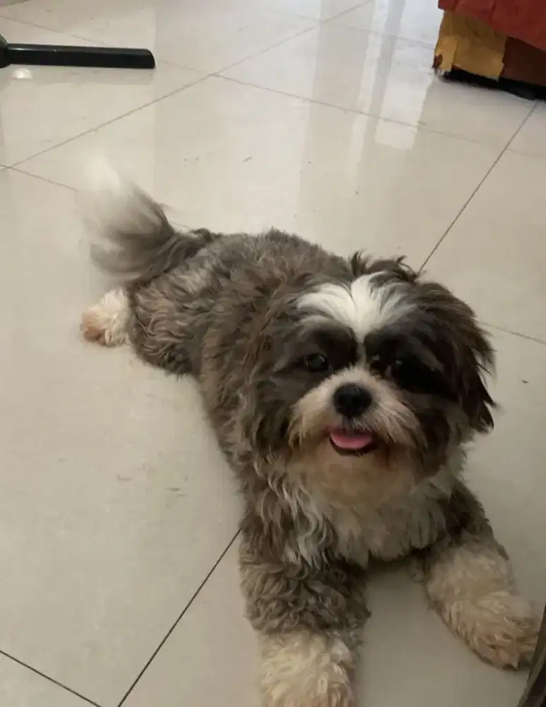 Anjing Shitzhu Jantan