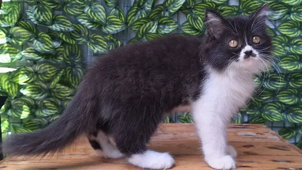 KUCING PERSIA NEDIUM BETINA 3 BULAN GEMOY