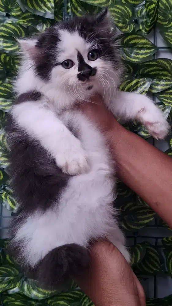 KUCING PERSIA MEIDUM JANTAN 2 BULAN GEMOY