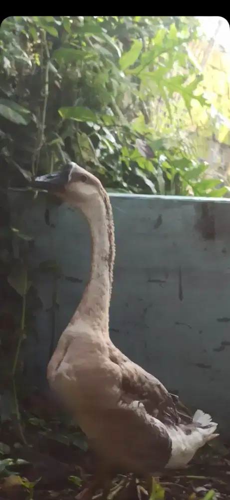 angsa jantan brenggala