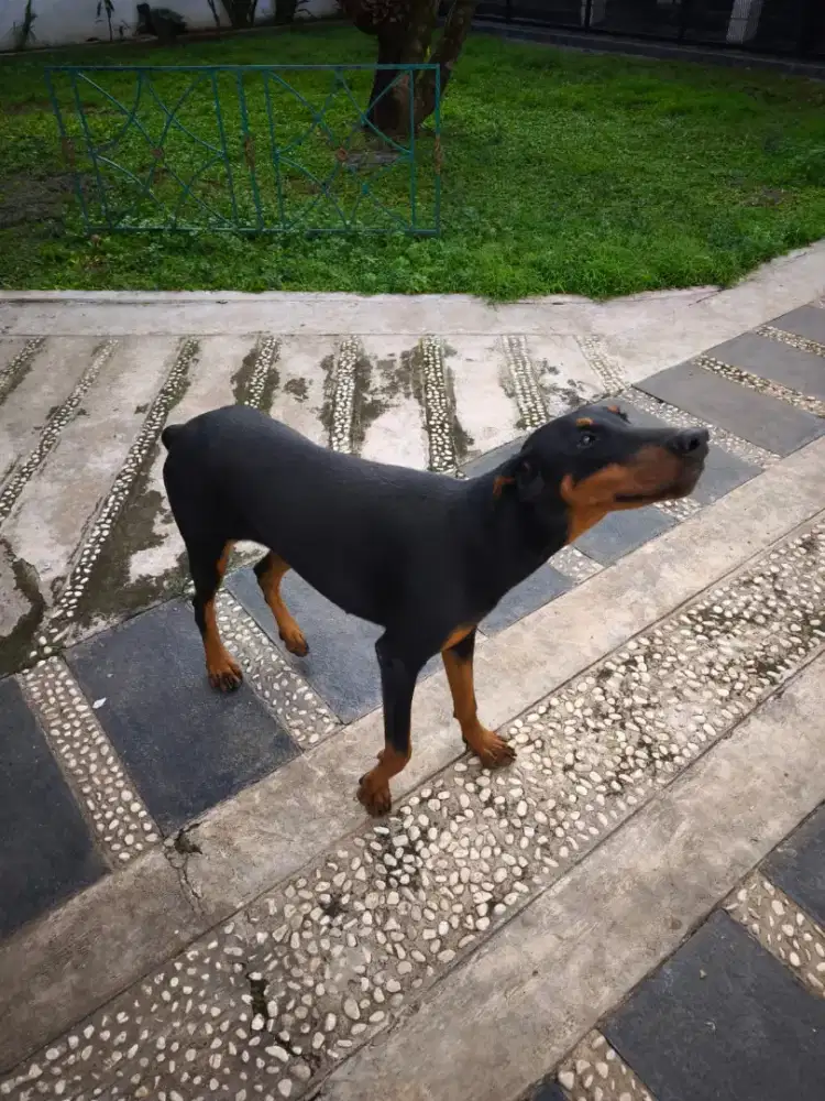 Doberman usia 1 tahun betina