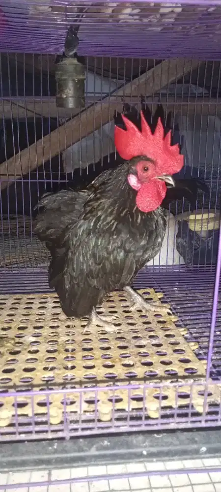 Jantan Kate lepas murah