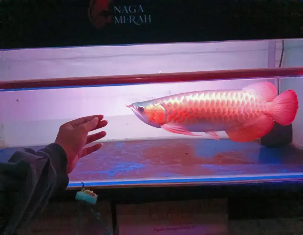 Arwana Super Red 50cm jumbo