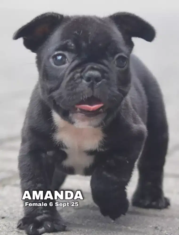 French bulldog betina •AMANDA•