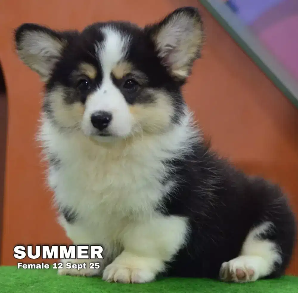 Corgi longhair betina •SUMMER•