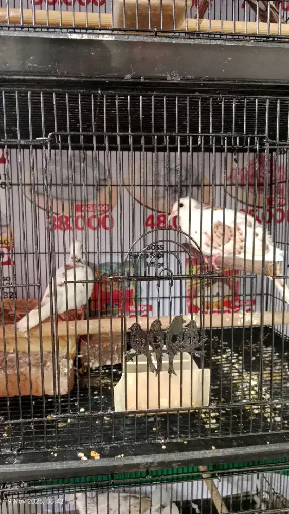 Burung tekukur warna blakspot/BS sepasang