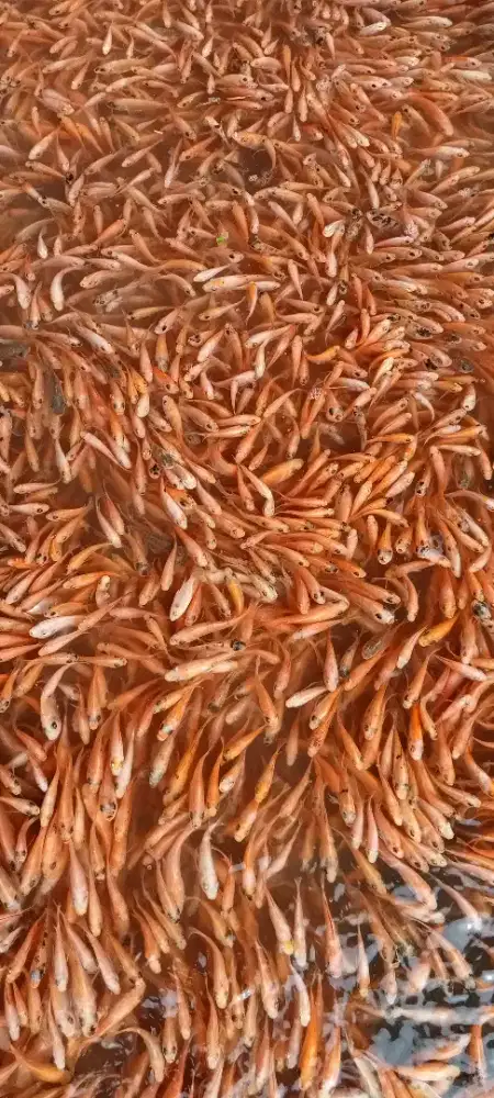 Bibit ikan nila Bangkok