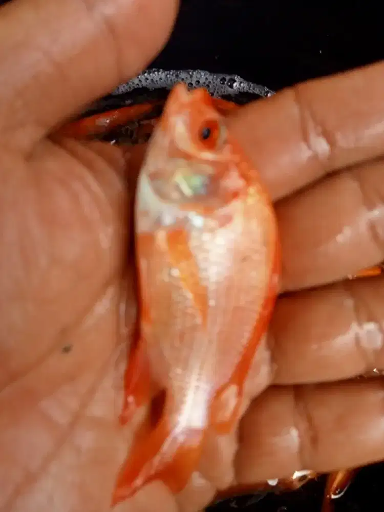 Bibit ikan nila Bangkok