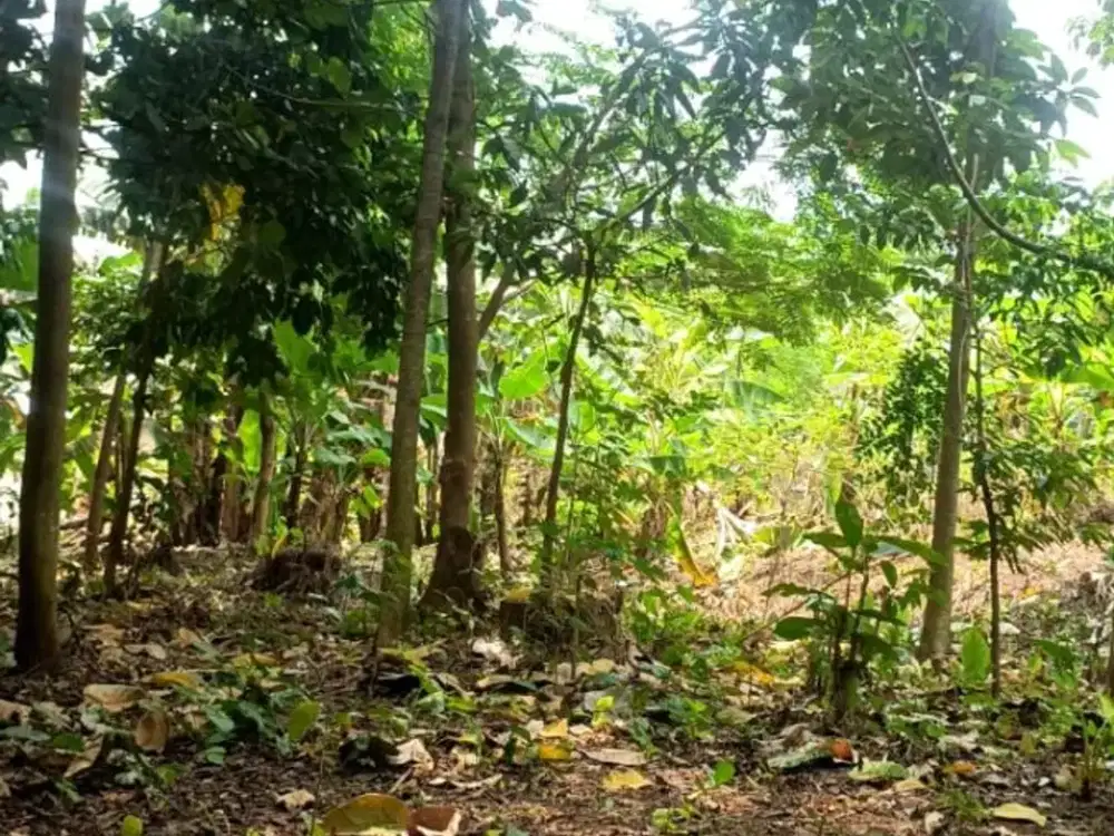 Dijual CEPAT lahan kosong  Harga 50% NJOP  Lokasi Tanah baru Beji Depok