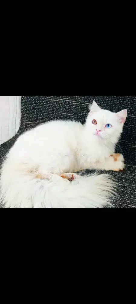 Kucing Persia Betina dewasa proven