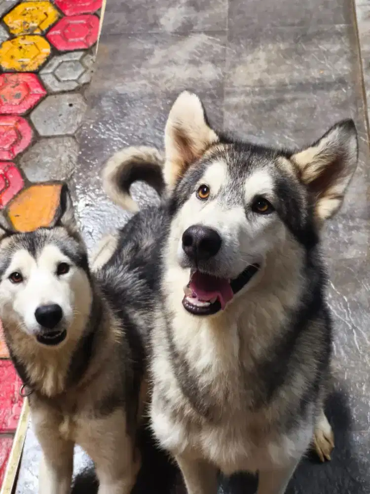 Dijual husky sepasang
