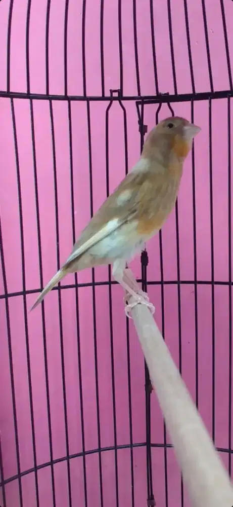 Burung kenari isabel gacor