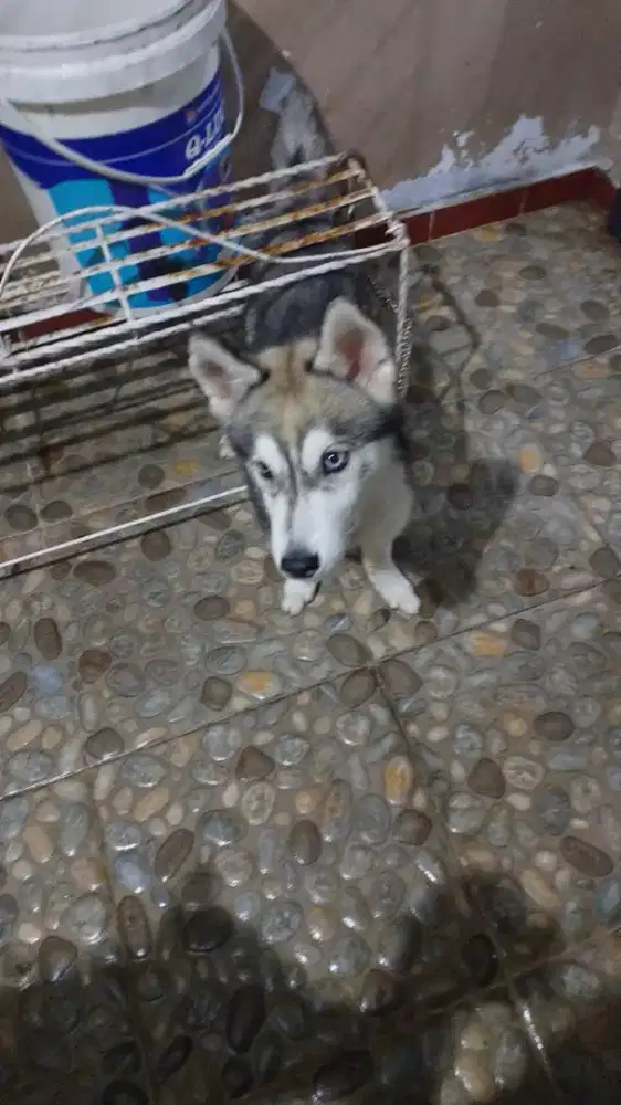 Jual Anak Anjing Huskie