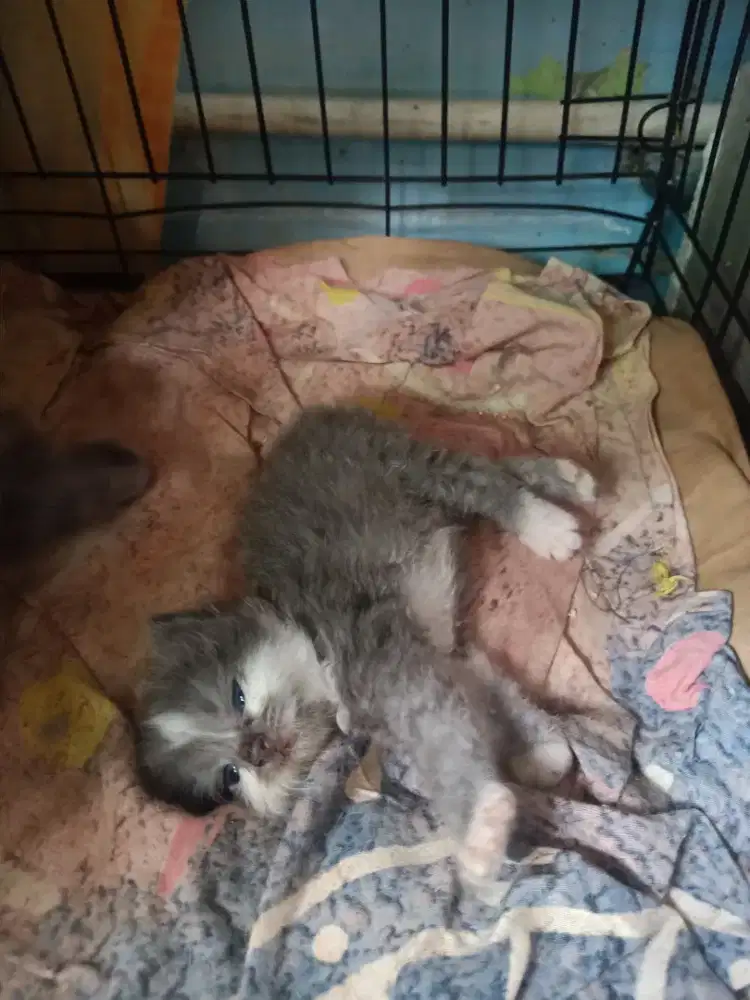 Lepas adopsi peranakan Persia medium bigbon bulu kapas 1 bulan