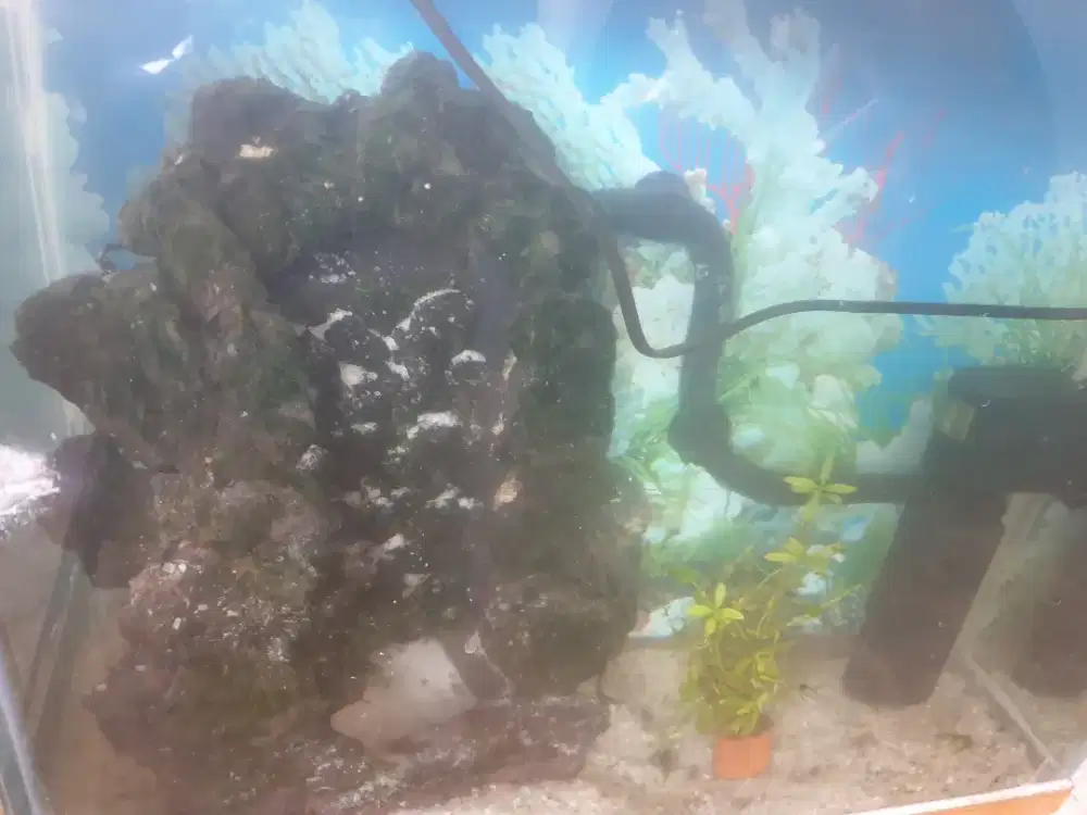 Aquarium pasir...busa di isi ikan glofish ,gupy dll