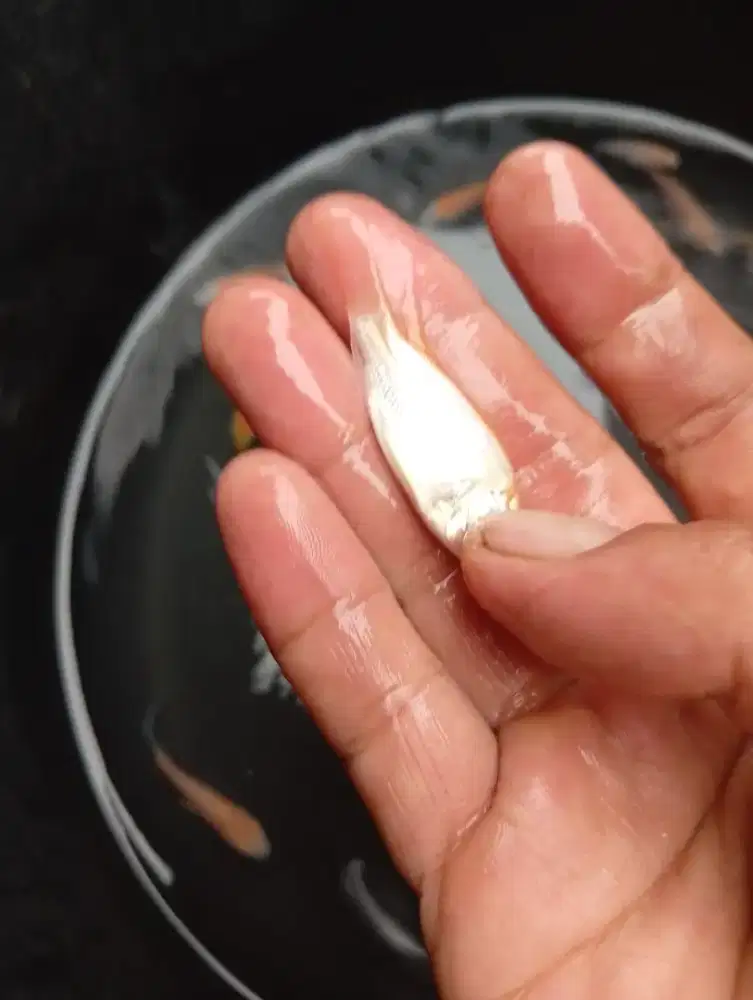 Ikan nila slayer -4-5 cm