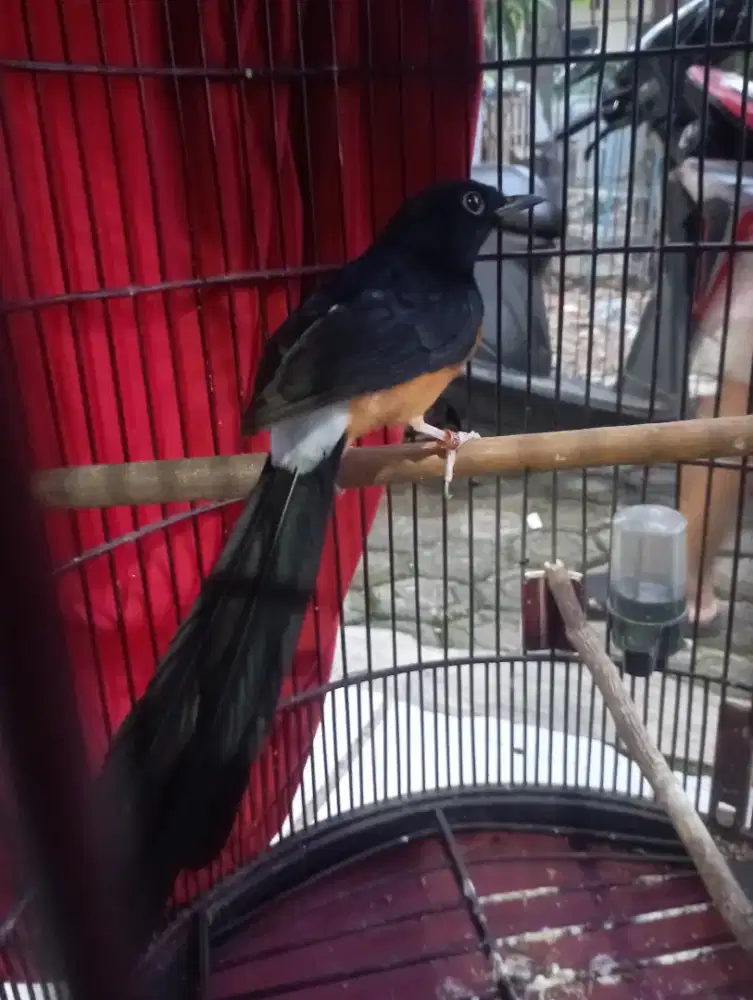 Burung murai pastol Gacor ada notol blorok nya fs kandang ebod