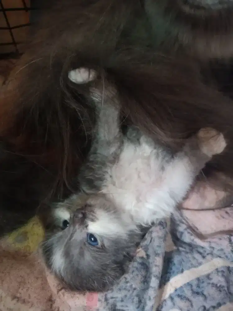 Lepas adopsi peranakn persia medium bigbon umur 1 bulan jantan