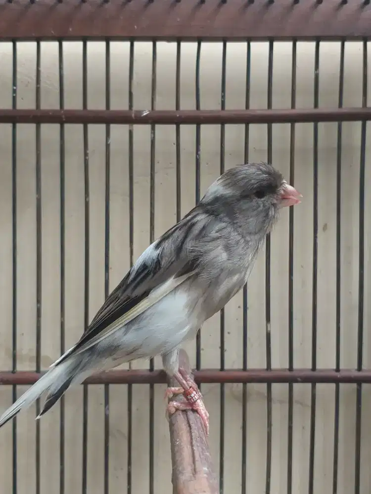 Kenari Spanish Timbrado x F1 YS, Gacor